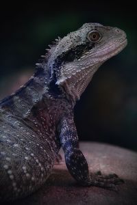 Close-up of a lizard