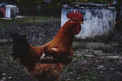 Close-up of rooster on field