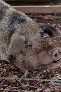 Close-up of pig