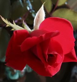 Close-up of red rose blooming in park