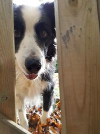 Close-up portrait of dog