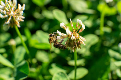 Close-up of bee pollinating on flower