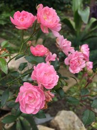 Close-up of pink rose