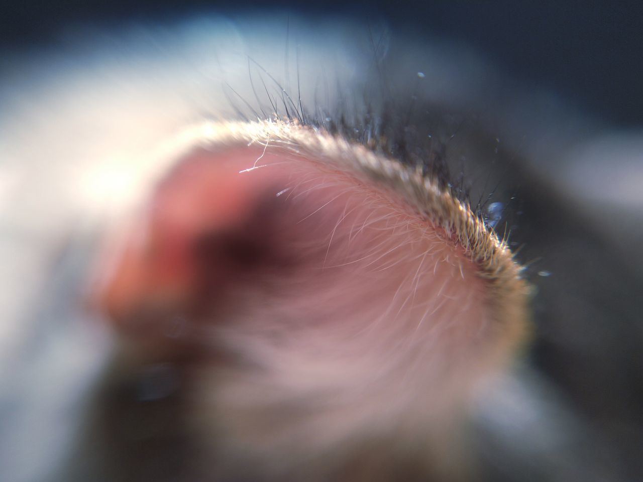 MACRO SHOT OF PERSON EYE