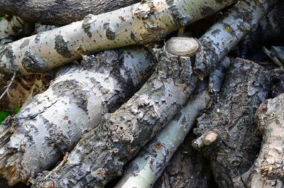 Full frame shot of logs in forest