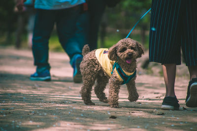 Low section of people with dog walking outdoors