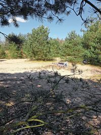 View of horse on land