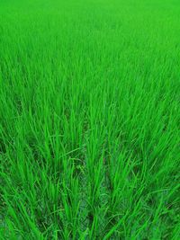 Full frame shot of corn field