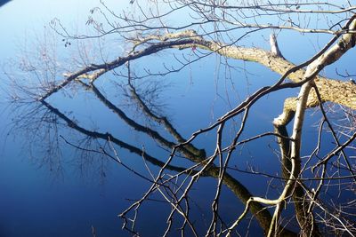 Low angle view of bare tree against clear sky