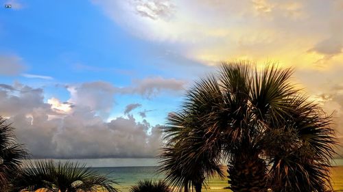 Palm trees against sea during sunset