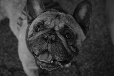 High angle view of dog