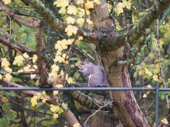 Close-up of squirrel perching on tree
