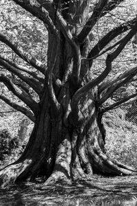 Tree trunk in forest