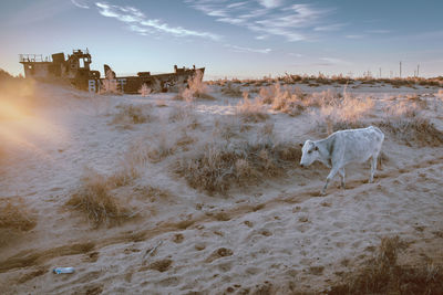 View of a horse in the field