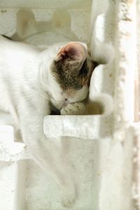 Close-up of cat lying down against wall