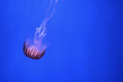 Close-up of jellyfish against blue background