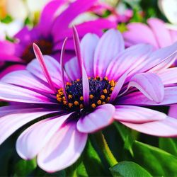 Close-up of pink flower