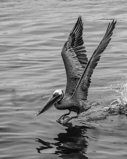 Close-up of seagull flying over lake