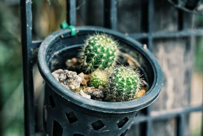 High angle view of succulent plants in pot