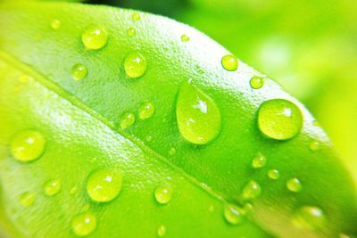 Close-up of water drops on leaves