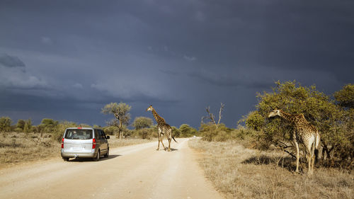 Giraffes on field against sky