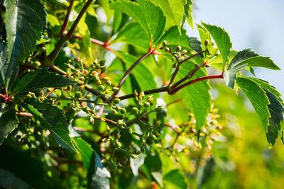 Ripe berries in autumn on a dark background