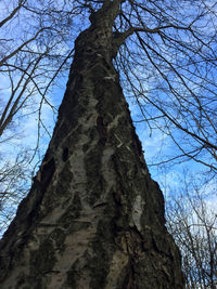 Low angle view of bare tree against sky