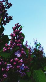 Low angle view of purple flowers blooming against sky