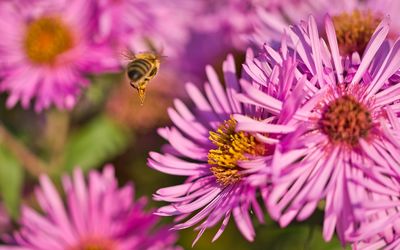 Close-up of bee pollinating on pink flower