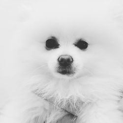 Close-up portrait of dog