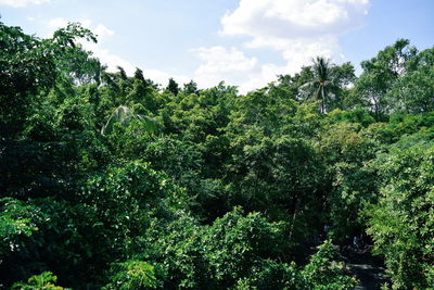 Low angle view of trees against sky