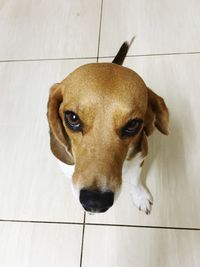 Close-up portrait of dog on floor