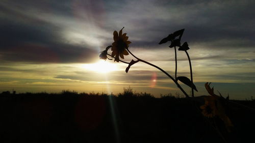 Close-up of silhouette plants on field against sky at sunset