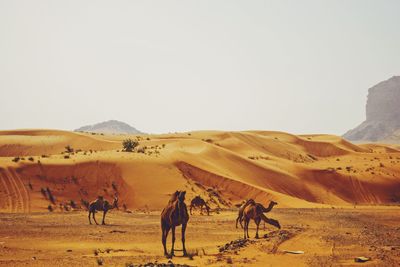 Horses on desert against clear sky