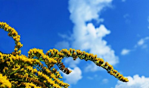 Low angle view of flowers against clear blue sky