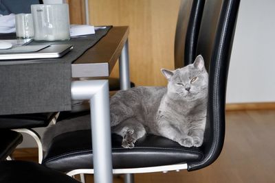 Cat sitting on table