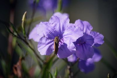 Close-up of honey bee on purple flowering plant