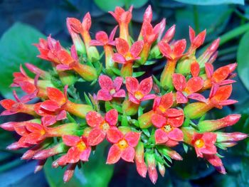 Close-up of red flowers
