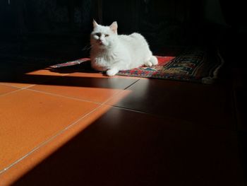 Portrait of cat sitting on tiled floor