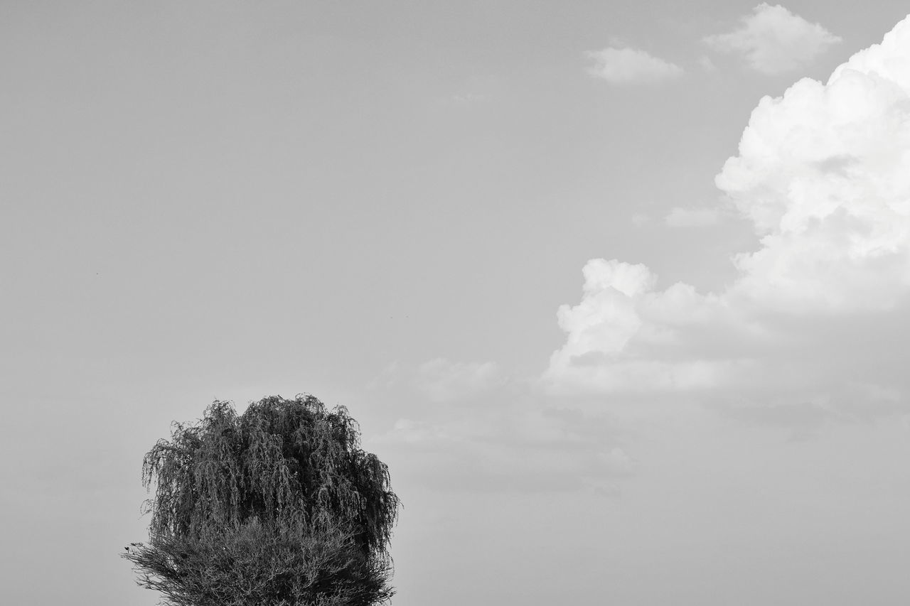 LOW ANGLE VIEW OF PLANTS AGAINST SKY