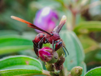 Close-up of insect on purple flower