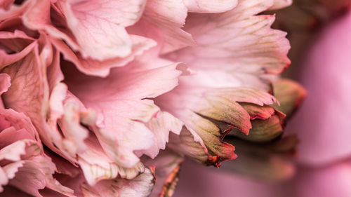 Close-up of pink flower