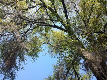 Low angle view of tree in forest against clear sky