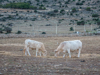 Horses grazing in a field