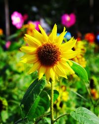 Close-up of yellow flower blooming outdoors