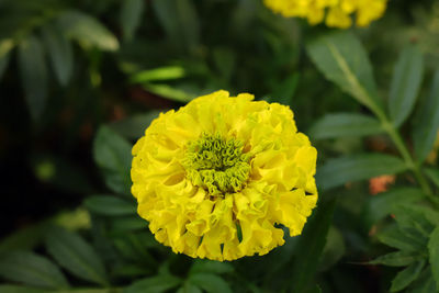 Close-up of yellow flowering plant