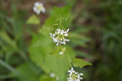 Close-up of white flowering plant