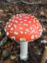 Close-up of fly agaric mushroom on field
