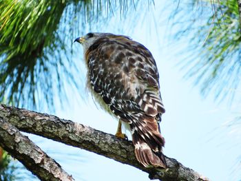 Low angle view of eagle perching on branch