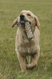 Dog looking away on grassy field